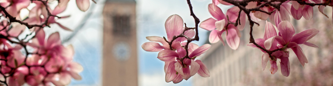 Closeup of a tree branch blooming with red flowers, and an out of focus McGraw clock tower in the background.